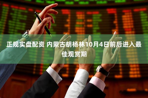 正规实盘配资 内蒙古胡杨林10月4日前后进入最佳观赏期